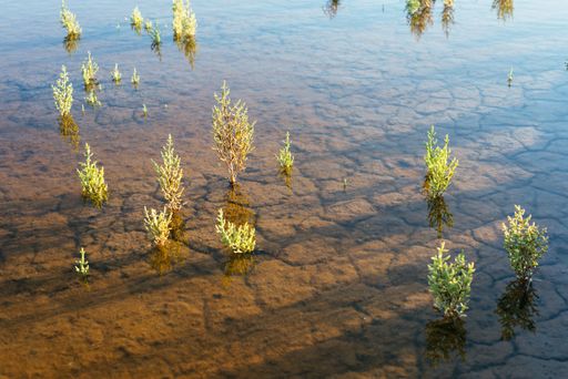 A close-up shot of salt flats in water.