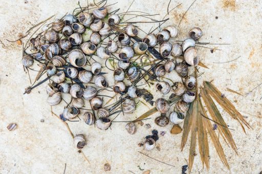 A top view of shells with seaweeds on sand