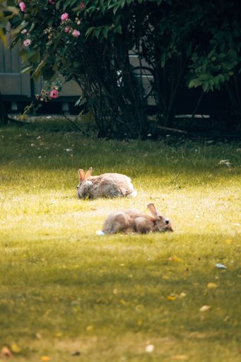 A vertical shot of two gray rabbits lying in the garden.