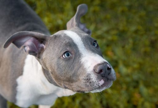 A portrait of an adorable hunting dog standing on the fresh grass