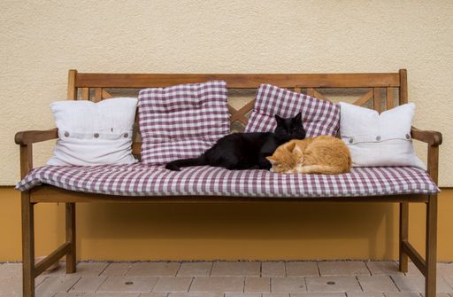 A closeup shot of black and yellow cats on the sofa