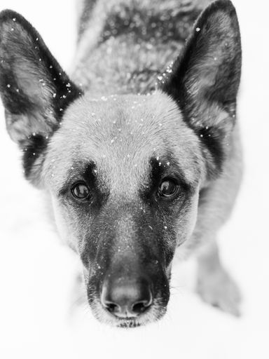 A closeup vertical greyscale shot of a friendly German Shepherd dog standing under snow