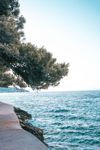 A vertical shot of a blue sea with a coastline tree branches in the foreground under a clear sky