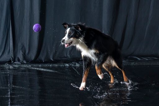 An Australian Shepherd dog playing with a ball in a room