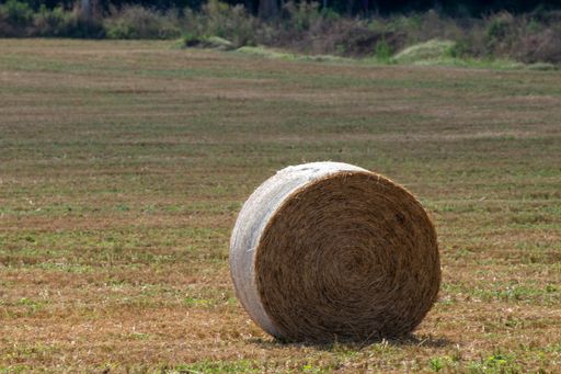 A dry grass bale hay on the grassy cultivated field in the rural area