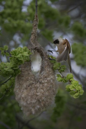 A Eurasian penduline tit perched on a branch near its intricately woven nest, surrounded by lush green leaves.