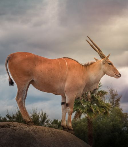 A vertical shot of a common eland antelope or Cape elk (Taurotragus oryx) with tree and sky background
