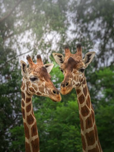 A vertical macro shot of two giraffes on a natural background
