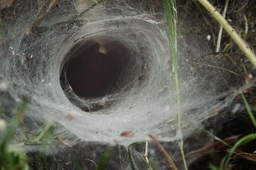 Close-up of a funnel spider web in a grassy area, showcasing intricate details of the web's structure.