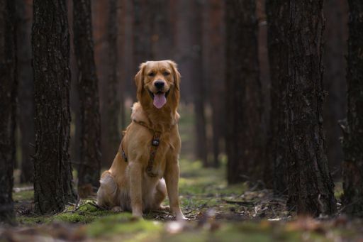 The Golden Retriever sitting in the green forest with high trees