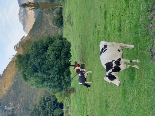 A vertical shot of cows in black and white colors in a field with mountains in the background.