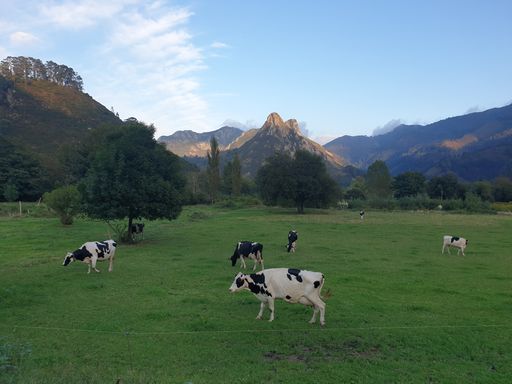 A beautifulshot of cows in black and white colors in a field with mountains in the background.