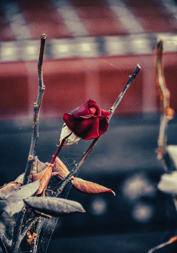 A closeup of a drying red rose in the blurred background