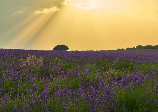 A beautiful lavender field on the sunrise