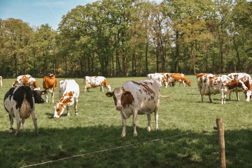 Herd of cows grazing in a lush green pasture under a clear blue sky with a forest backdrop.