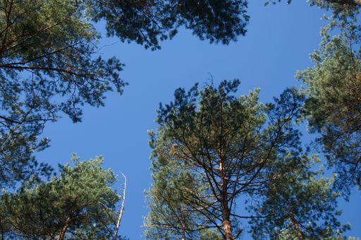 A low angle shot of green trees under a blue clear sky