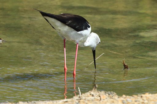 A black-winged stilt (Himantopus himantopus) wading in a calm pond in Torrevieja, Spain