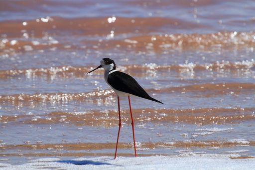 A black-winged stilt (Himantopus himantopus) wading in a calm pond in Torrevieja, Spain