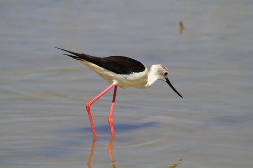 A black-winged stilt (Himantopus himantopus) wading in a calm pond in Torrevieja, Spain