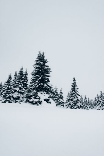 A vertical shot of a beautiful winter landscape with fir trees covered in snow