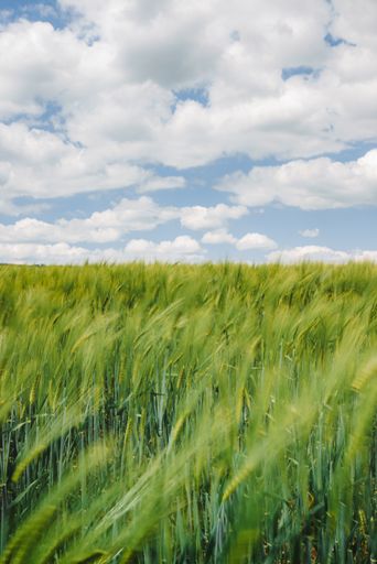 A vertical shot of a field of green wheat under a cloudy sky