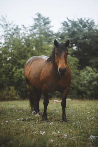 A vertical shot of a brown horse grazing on the pasture with trees in the background