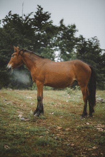 A vertical shot of a brown horse grazing on the pasture with trees in the background