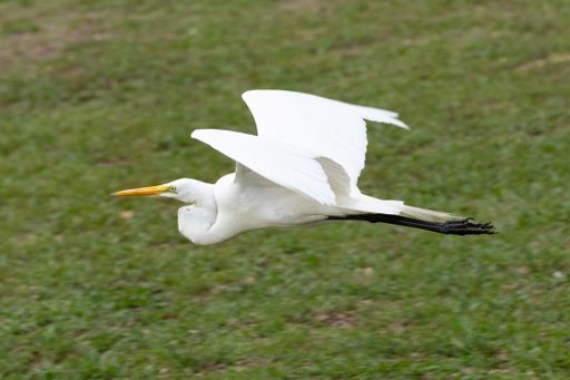 A graceful white egret in mid-flight over a lush green field, showcasing its elegant wingspan.