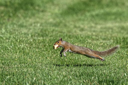 A squirrel in mid-air carrying a piece of food across a grassy field, showcasing its agility and energy.