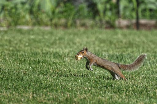 A squirrel leaping across a grassy field holding a piece of food in its mouth on a sunny day.