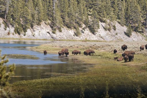 A herd of bison grazing by a river in a lush forest landscape.