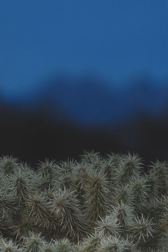 A close-up of a cactus with sharp spines against a deep blue evening sky, creating a striking contrast.