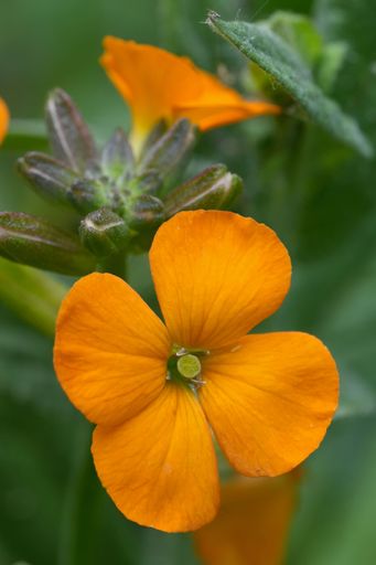 Natural close-up on an orange-flowering wallflower, Erysimum linifolium, in the garden.