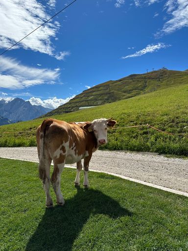 A cow stands on a grassy hill with a backdrop of mountains and a clear blue sky