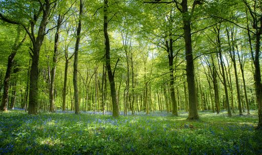 A scenic vie of bluebells in full bloom along the Cotswold Way hiking trail in England
