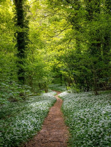A scenic view of wild garlic growing in a forest along the Cotswold Way in England