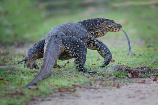 A large monitor lizard with a long tongue in a grassy outdoor setting, showcasing its textured skin and natural habitat.