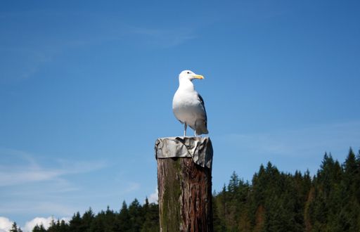 A seagull perched on a wooden post