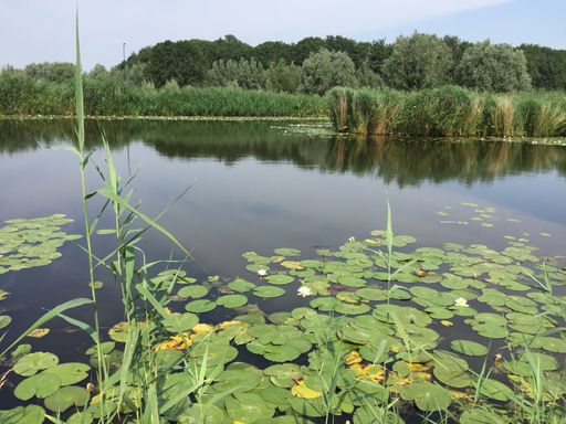 A lake with beautiful water lilies on top