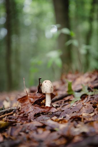 A close-up of a small mushroom growing among fallen leaves in a lush forest setting, capturing the essence of nature's detail and tranquility.