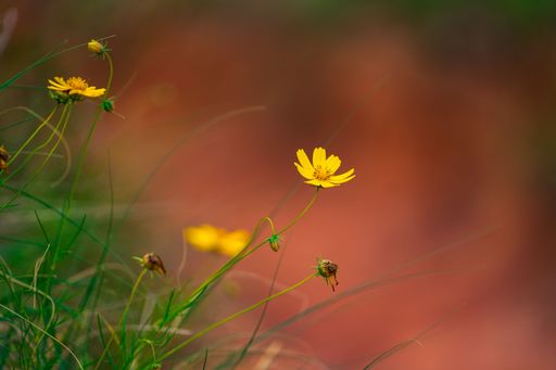A close-up of vibrant yellow wildflowers against a blurred earthy background.
