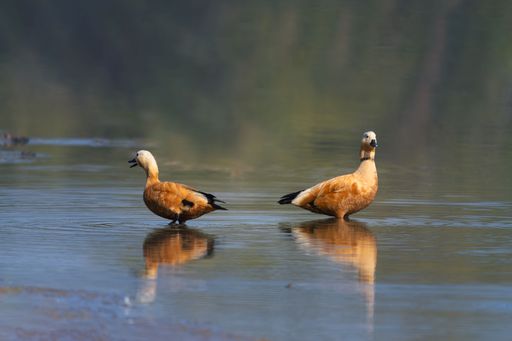 Two ruddy shelducks wading in calm water with reflections, set against a blurred natural background.