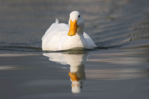 A white duck with an orange beak swimming on a calm lake, reflecting in the water.