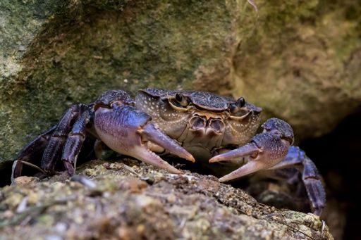 A Maltese Freshwater Crab, Potamon fluviatile lanfrancoi, locally known as Qabru. An endemic crab species found only on the Maltese Islands