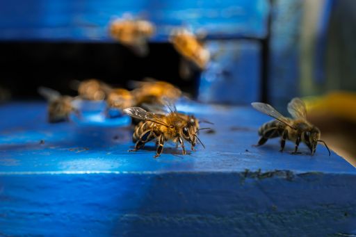 A close-up of bees on a vibrant blue hive, showcasing their activity and detail in a natural setting.