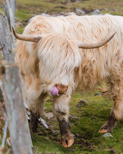 A Highland cow with long, shaggy fur and horns, licking its nose in a grassy field.