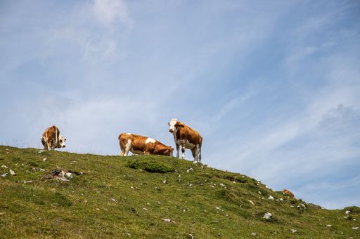 A view of brown cows grazing in the meadow