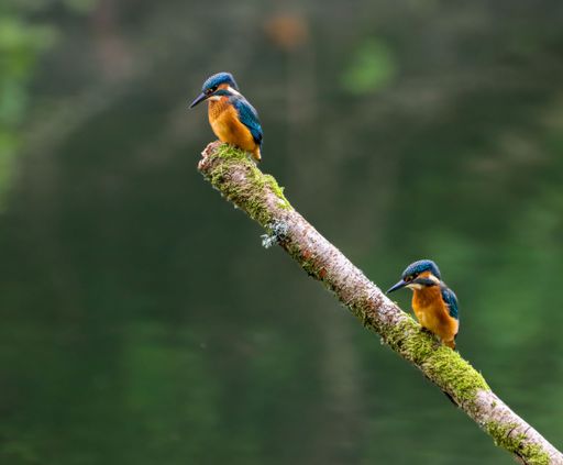 Two vibrant kingfishers perched on a moss-covered branch against a blurred green background, showcasing nature's beauty and wildlife.