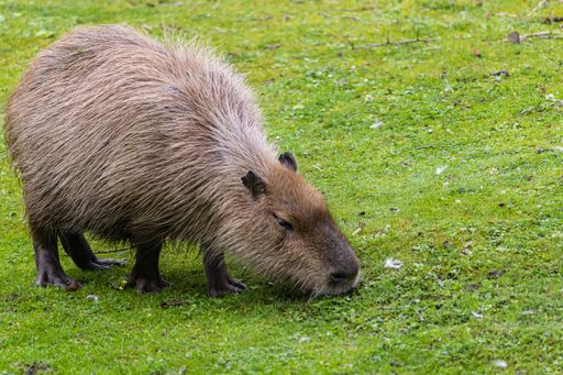 A closeup shot of a Capybara eating green grass