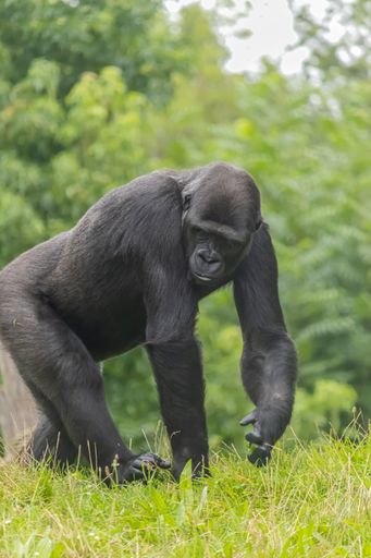 A vertical shot of a gorilla walking on green leaves background